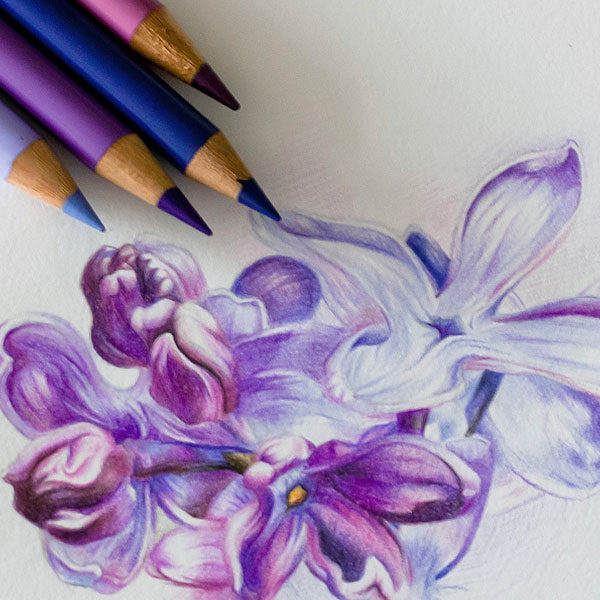 Faber-Castell-POLYCHROMOS-Artist-Color-Pencils-sketch-of-flowers