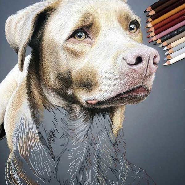 Stabilo-CarbOthello-Pastel-Pencils-Sketch-of-a-dog-with-a-sad-face