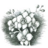 Mars-Lumograph-charcoal-100C-Pencils-Flower-Sketch