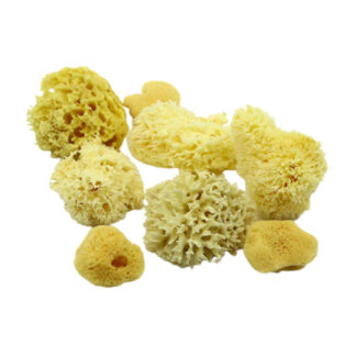 natural-textured-sea-sponges-sets