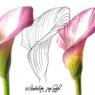 Painting-Plants-with-Issy-van-Zyl-Website-banner-image