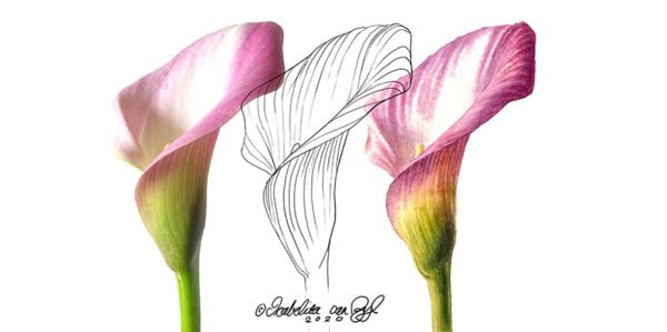 Painting-Plants-with-Issy-van-Zyl-Website-banner-image