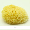 Artists-Course-Sponge4_5-02