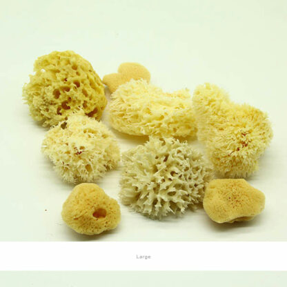 Natural-Art-Sponges-Variety-Pack-Large-Open