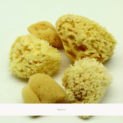 Natural-Art-Sponges-Variety-Pack-Medium-Open