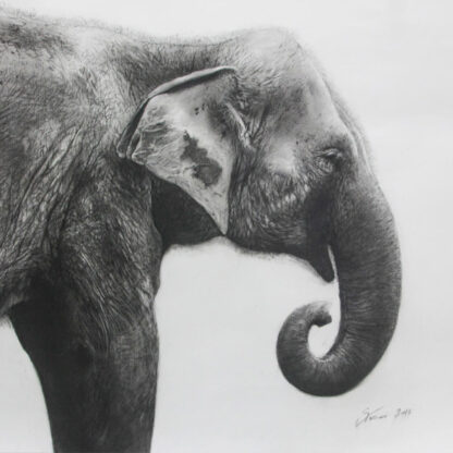 Pitt Natural Charcoal Pencils Oil-Free Drawing Of Elephant – Faber-Castell