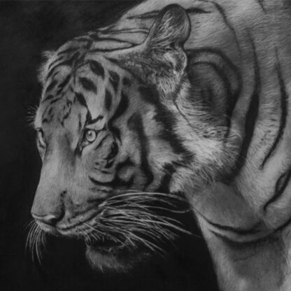 Pitt Natural Charcoal Pencils Oil-Free Drawing Of Tiger – Faber-Castell