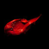 Rembrandt Oil Colour Red – Royal Talens