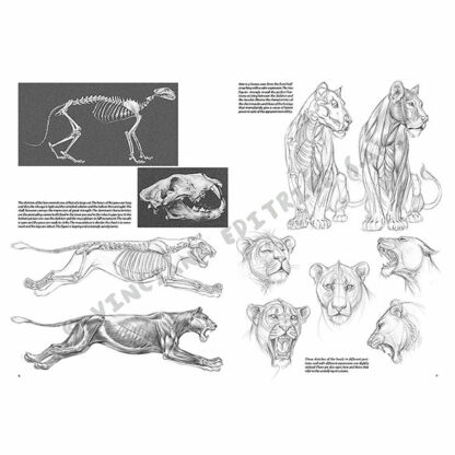 Leonardo-Collection-Animals-12-Book-Inner-Page-002