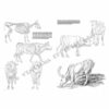 Leonardo-Collection-Animals-13-Book-Inner-Page-001