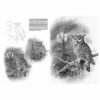 Leonardo-Collection-Birds-28-Book-Inner-Page-001