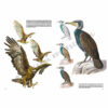 Leonardo-Collection-Birds-28-Book-Inner-Page-002