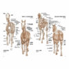 Leonardo-Collection-Horses-06-Book-Inner-Page-002
