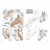 Leonardo-Collection-Horses-06-Book-Inner-Page-004