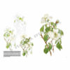 Leonardo-Collection-Roses-42-Book-Inner-Page-001