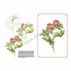 Leonardo-Collection-Roses-42-Book-Inner-Page-004