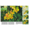 Leonardo-Collection-Trees-and-Leaves-45-Book-Inner-Page-002