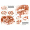Leonardo-Collection-Still-life-25-Book-Inner-Page-003