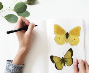 lady hand sketching butterflies