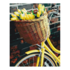 PBN basket of t